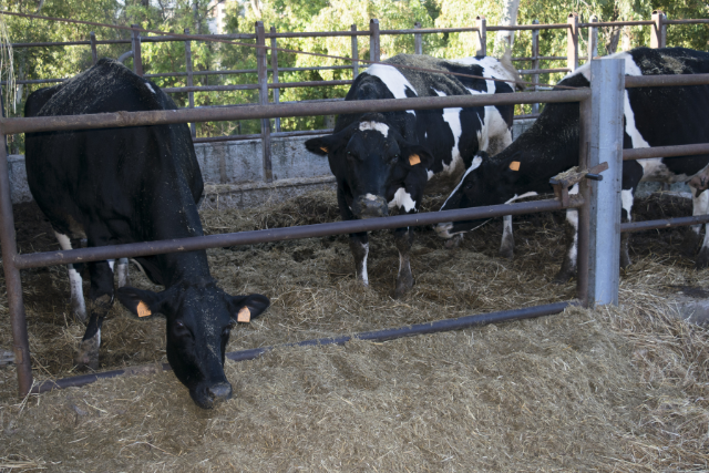 Cattle Rearing and Trading