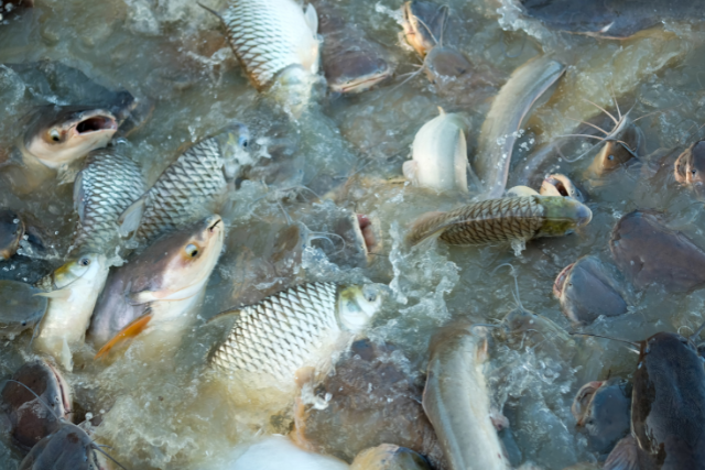 Fish Farming